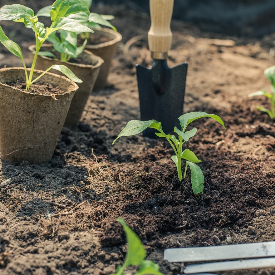 Que Planter En Septembre Les Conseils D Atout Loisir