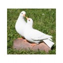 Couple de colombes blanches