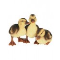 Canetons x3