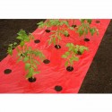 Film de paillage TOMATES