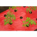 Film de paillage TOMATES