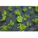 Film de paillage HERBES AROMATIQUES