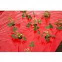 Film de paillage FRAISES