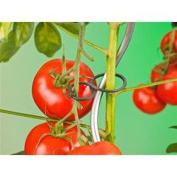 Anneaux de tuteurage pour tomates