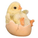 Poussin dans coquille