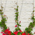 Kit treillis métallique pour plantes grimpantes
