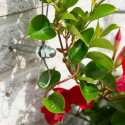 Kit treillis métallique pour plantes grimpantes