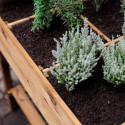 Carré potager surélevé Gariguette