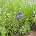 Lot 3 étiquettes pour plantes en ardoise