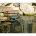 Fontaine petite grenouille