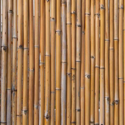 Canisse en bambou