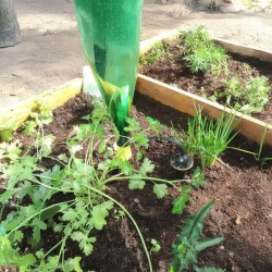 Plantation de persil avec un système d’arrosage goutte-à-goutte Iriso connecté à une bouteille en plastique verte, insérée à l’e