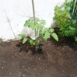 Jeune plant de tomate isolé avec un système d’irrigation goutte-à-goutte Iriso alimenté par une bouteille d’eau claire, contre