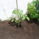 Pied goutteur Iriso installé avec bouteille d’eau dans un jardin, arrosage autonome d’un plant de tomate