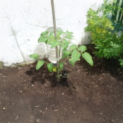 Arrosage goutte à goutte d'un plant de tomate avec pied goutteur Iriso et bouteille plastique
