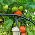Té de jonction Iriso installé sur un tuyau d’arrosage dans un potager avec goutteur en fonctionnement