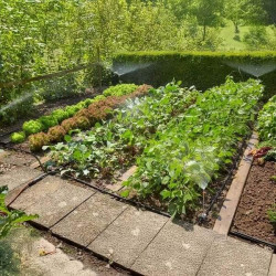 Système d’arrosage micro-drip Gardena en fonctionnement dans un potager avec laitues et haricots, arrosage automatique en pleine