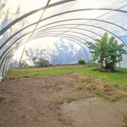 Intérieur d’une serre tunnel bâchée avec cultures exotiques.