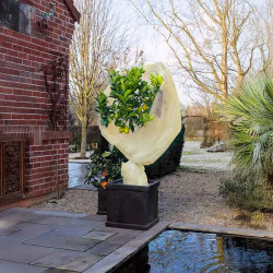 Voile d'hivernage beige 60 g/m² installé sur un citronnier en pot – protection partielle contre le froid