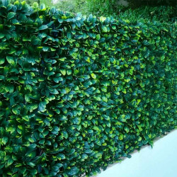 Treillis avec feuilles de troène doré posé sur une clôture.