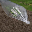 Tunnel de culture recouvert d’un film primeur micro-perforé de 50 microns sur terre nue