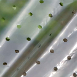 Gros plan sur le film de culture micro-perforé 50 microns laissant passer l’air et la lumière