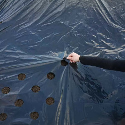 Pose d’un film de paillage universel noir avec trous prédécoupés pour plantation