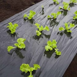 Laitues plantées à travers un film de paillage spécial salade, posé sur sol nu