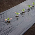 Film de paillage GROS LEGUMES