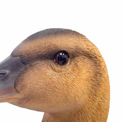 Détail rapproché de la tête de la cane GM brune, montrant les textures réalistes du bec et des plumes.