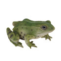 Vue latérale droite de la grenouille verte de 15 cm, avec les yeux bien visibles et les pattes en position de marche.