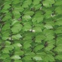 Haie végétale artificielle Feuillage Lierre H 1m destockage