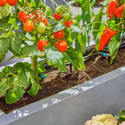 Vue éloignée de l'arrosage automatique de plantes en pots avec kit Gardena