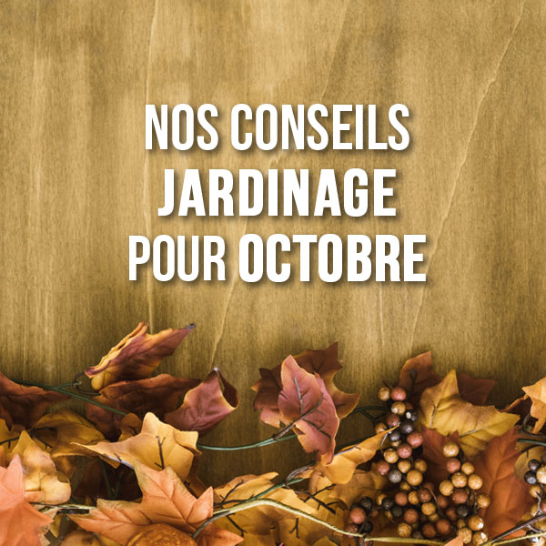 Que faire au jardin d'ornement en octobre ?