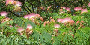 arbre-ornement-albizia