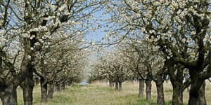 que-planter-en-septembre-arbre-fruitier-cerisier