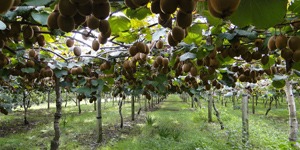 que-planter-en-septembre-arbre-fruitier-kiwi