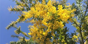arbre-ornement-mimosa