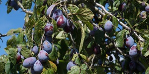 arbre-fruitier-prunier