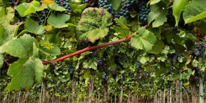 arbre-fruitier-vigne