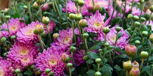 fleur-chrysanthème