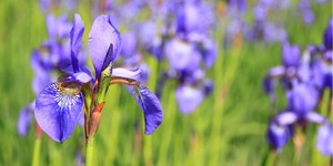 fleur-iris