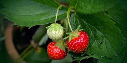 que-planter-en-septembre-fraisier