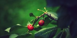 cerises sur une branche