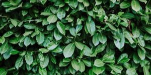 eleagnus