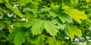arbre erable