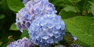 hortensia bleu