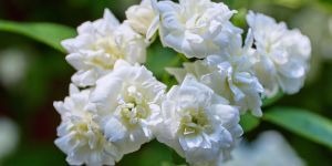 jasmin-seringat