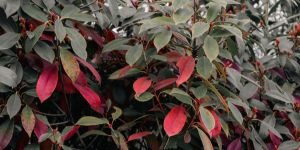 photinia
