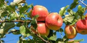 arbres pommiers